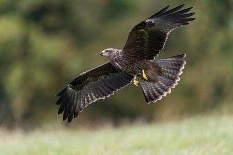 Black Kite (Milvus migrans)