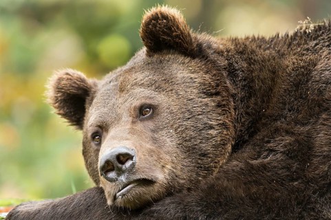 Brown Bear (Ursus arctos)