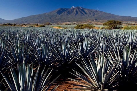 Field of agaves