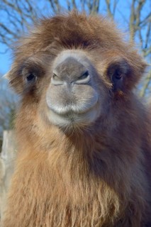Bactrian camel (Camelus ferus)