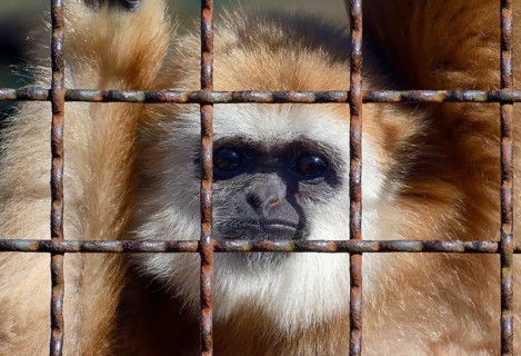 Lar Gibbon (Hylobates lar)