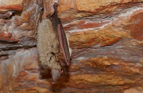 Bechstein's Bat (Myotis bechsteinii) in hibernation