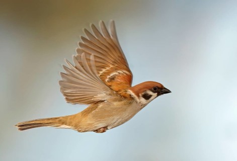 Eurasian Tree Sparrow (Passer montanus) in flight