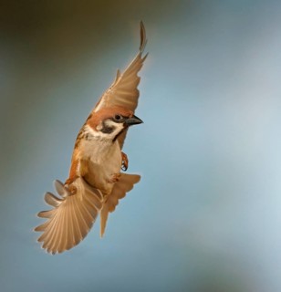 Eurasian Tree Sparrow (Passer montanus) in flight