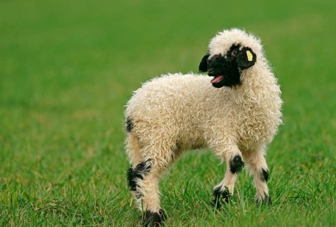 Valais Blacknose sheep (Ovis orientalis aries)