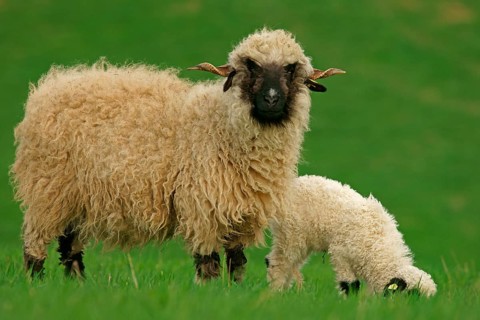 Valais Blacknose sheep (Ovis orientalis aries)