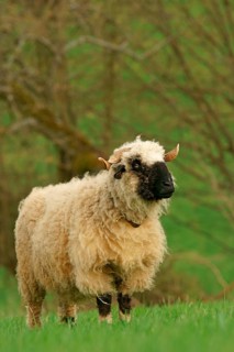 Valais Blacknose sheep (Ovis orientalis aries)