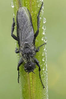 St. Mark's fly (Bibio)