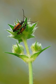 Fairy Ring Longhorn Beetles (Leptura livida)