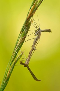 Yarrow Plume Moths (Gillmeria pallidactyla)