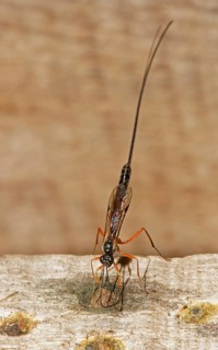 Ichneumon Wasp (Ephialtes manifestator) in the oviposition