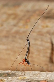 Ichneumon Wasp (Ephialtes manifestator) in the oviposition