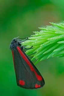 Cinnabar Moth (Tyria jacobaeae)