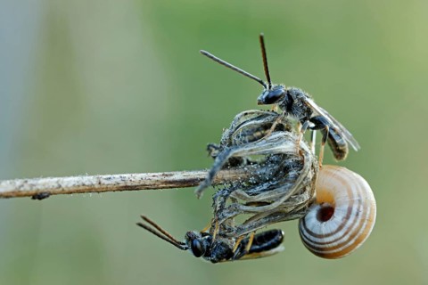 Sweat Bees or Halictid Bees (Halictus calceatus or Lasioglossum calceatum) on a wilted flower with a Snail (Helicidae)