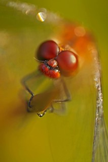 Ruddy Darter (Sympetrum sanguineum)