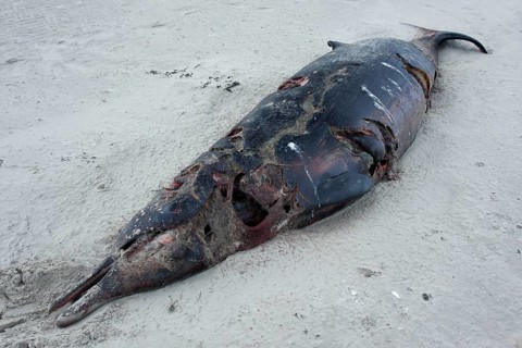 Sowerby's Beaked Whale (Mesoplodon bidens)
