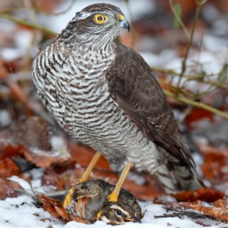 Sparrowhawk (Accipiter nisus) with a captured Redwing (Turdus iliacus)