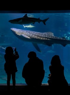 Silhouettes of visitors in front of a large aquarium with fish