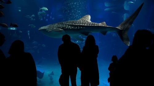 Silhouettes of visitors in front of a large aquarium with sea fish