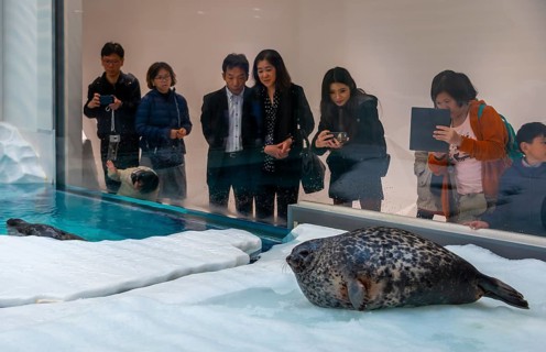 Ringed seal (Pusa hispida) is photographed by Japanese visitors