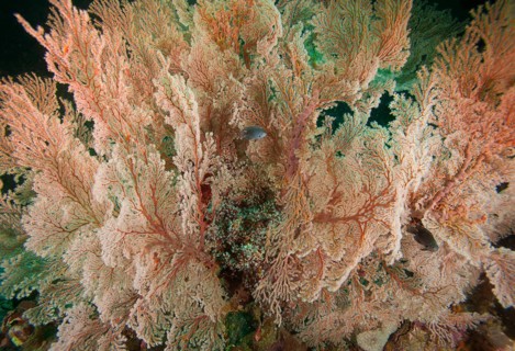Fan-shaped Gorgonian (Scleraxonia)