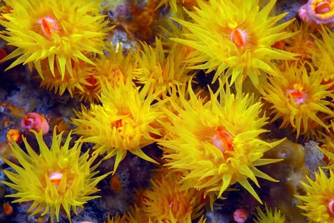 Orange Cup Coral (Tubastrea coccinea)