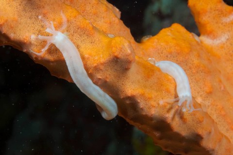 Lampert's Sea Cucumber (Synaptula Lamperti)