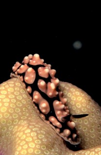 Pustulose Wart Slug (Phyllidiella Pustular)
