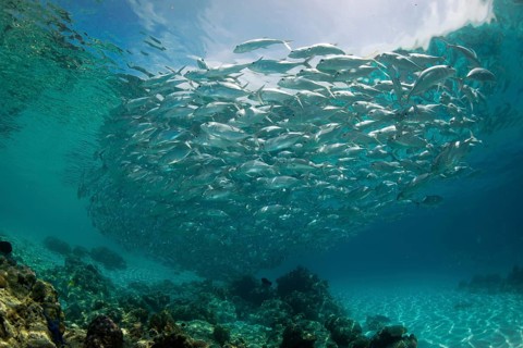 Typical swarming behavior of a school of Bigeye Trevally (Caranx sexfasciatus) in a lagoon