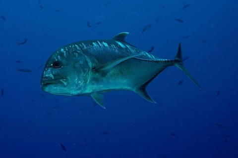 Giant Trevally or Giant Kingfish (Caranx ignobilis)