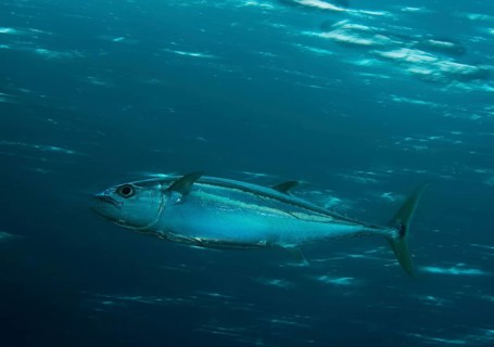 Dogtooth Tuna (Gymnosarda unicolor)
