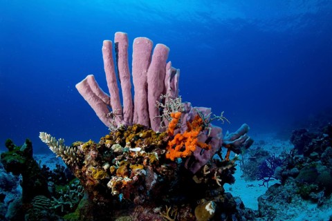 Tube Sponge (Niphates olemda)