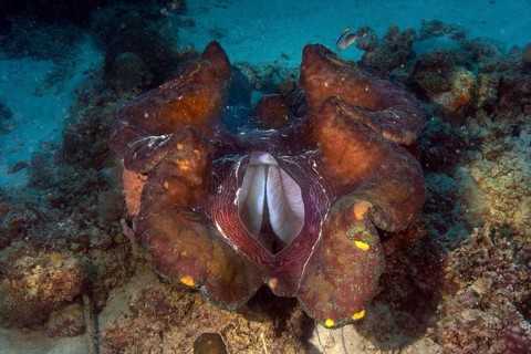 Maxima Clam or Giant Clam (Tridacna maxima)