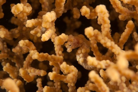 Denise's pygmy seahorse (Hippocampus denise)