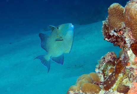Rippled Triggerfish