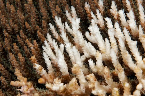 Dead coral