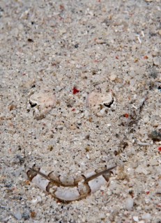De Beaufort's Flathead or Crocodile Flathead (Cymbacephalus beauforti) hiding in the sand