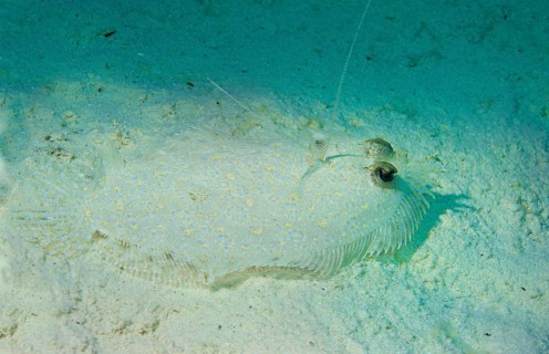 Leopard Flounder (Bothus pantherinus) on the seabed