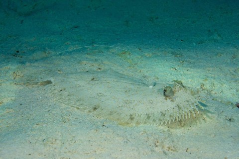 Leopard Flounder (Bothus pantherinus) on the seabed