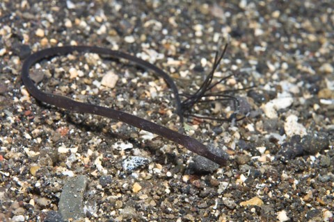 Double-ended pipefish (Trachyrhamphus bicoarctatus)