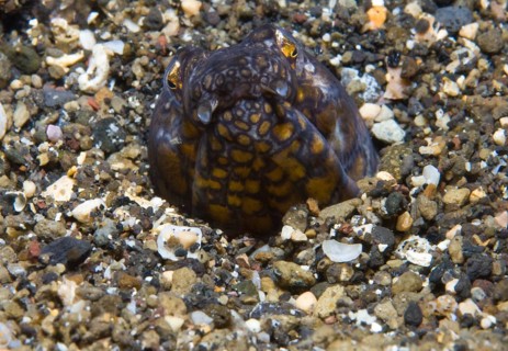 Napoleon snake eel (Ophichthus bonaparti)
