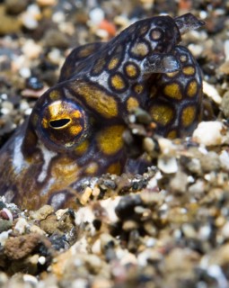 Napoleon snake eel (Ophichthus bonaparti)