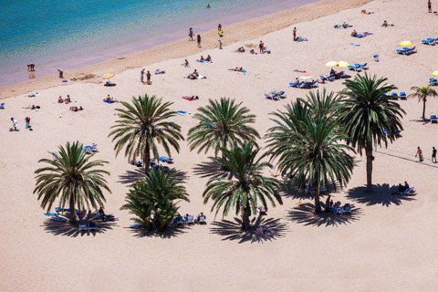 The sandy beach of Playa de las Teresitas with palm trees