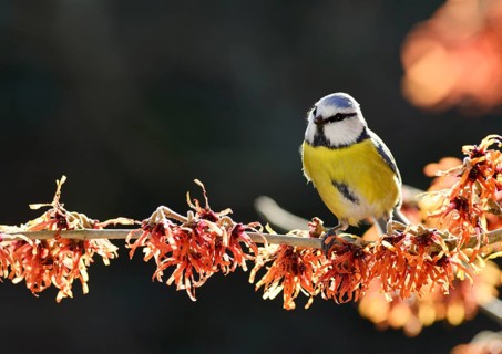 Blue Tit (Cyanistes caeruleus) perched on flowering witch hazel (Hamamelis x intermedia Jelena)