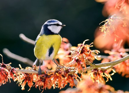 Blue Tit (Cyanistes caeruleus) perched on flowering witch hazel (Hamamelis x intermedia Jelena)