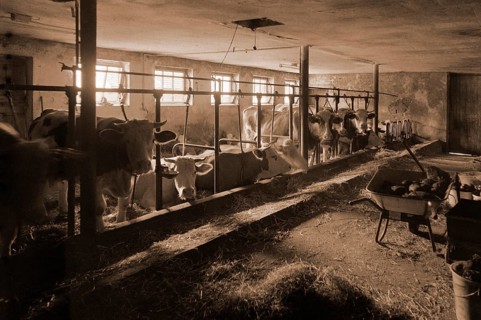 Cowshed with tethering