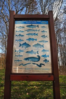 Information panel on fish living in the Mueritz River