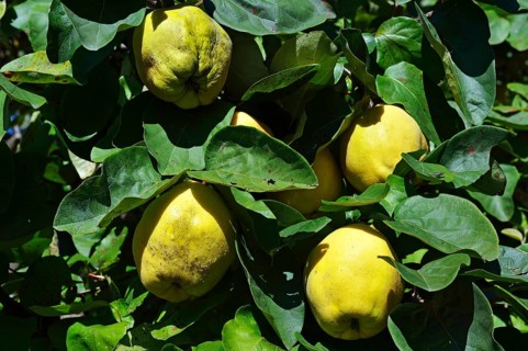 Autumn apples