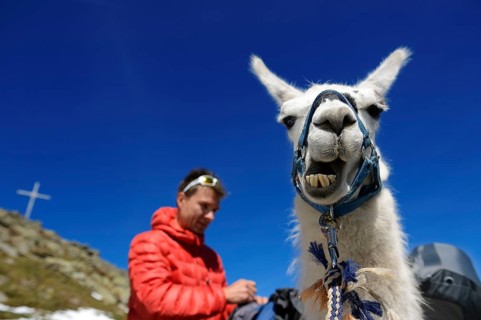 Llama tour at the summit of Boeses Weibele Mountain in the Defregger Group