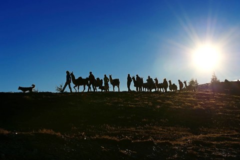 Llama tour on Hochstein Mountain in the Defregger Group